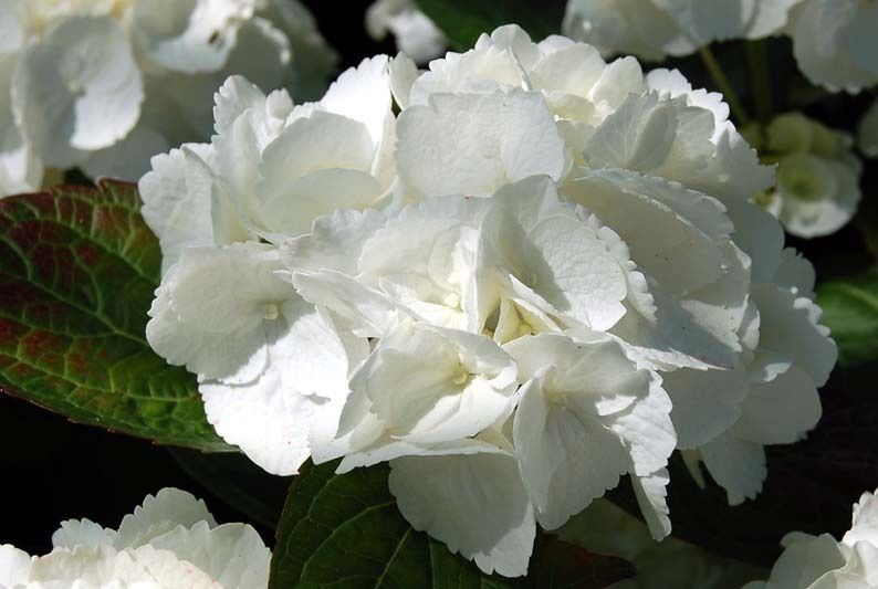 Hydrangea macrophylla 'Shakira'